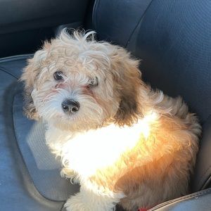 Meet your Posher, Danielle